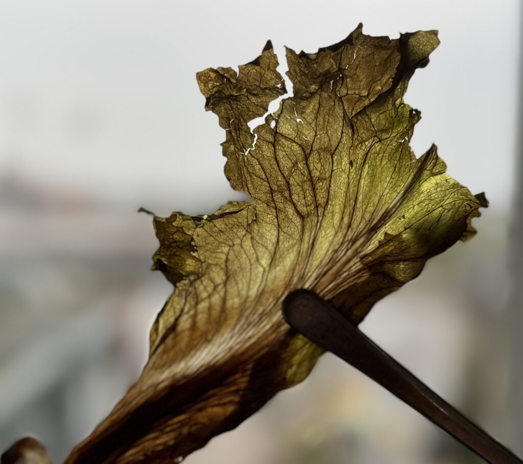 Fermented and dehydrated endive leaf.